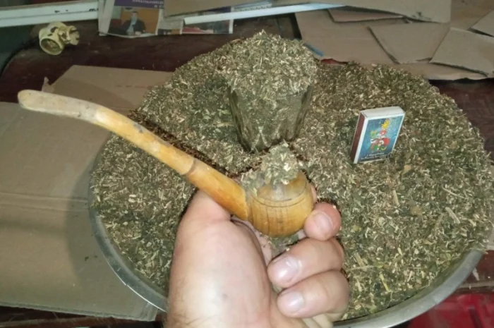 Табак самосад домашний – качественная махорка- фото № 2