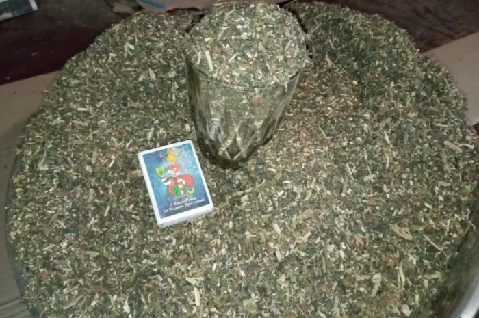 Табак самосад домашний – качественная махорка- фото № 3