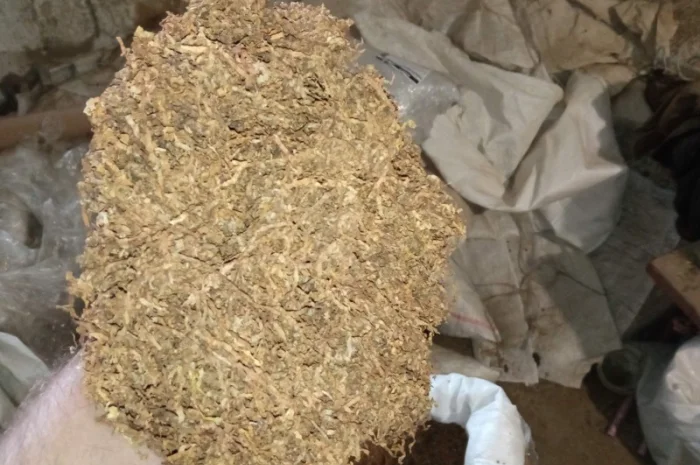 Табак самосад домашний – качественная махорка- фото № 4