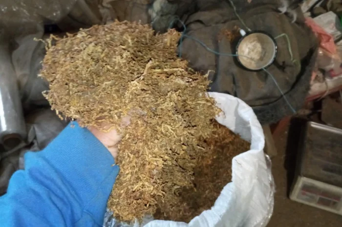 Табак Вирджиния домашний – свежий самосад без мусора- фото № 2