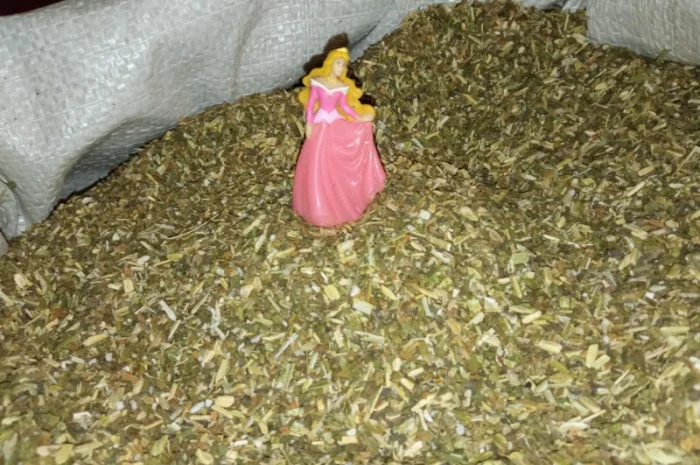 Табак Вирджиния домашний – свежий самосад без мусора- фото № 3