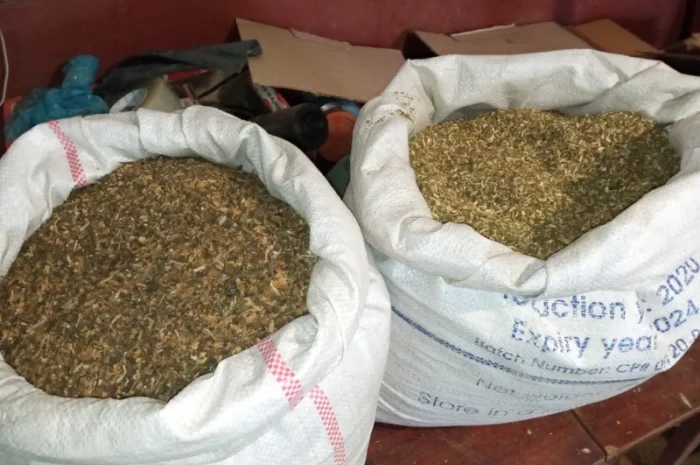 Табак Вирджиния домашний – свежий самосад без мусора- фото № 4