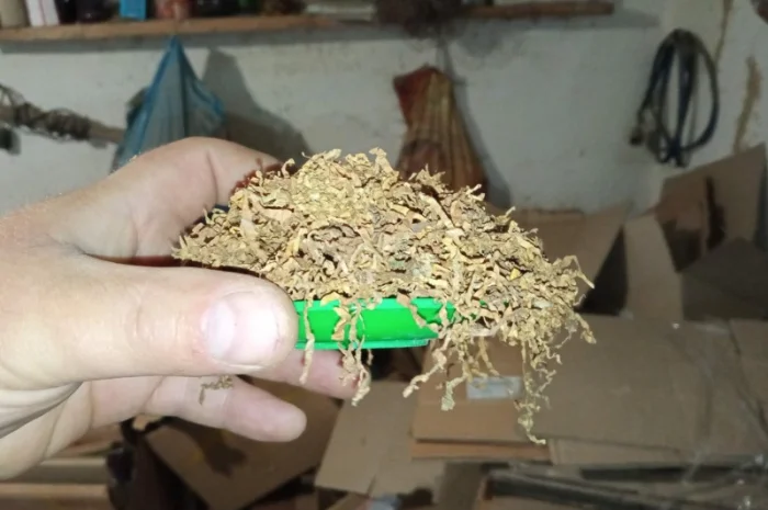 Продается домашний табак – самосад не вонючий- фото № 1