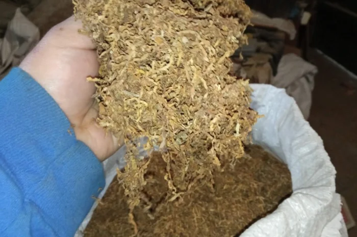 Самосад для чоловіків – домашній тютюн без запаху- фото № 5