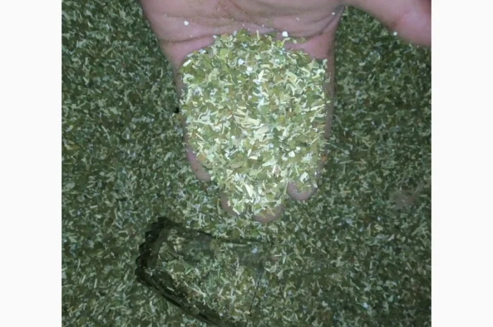 Кому отлічний Самосад домашній і табак порізка лапша і хлопя махорка- фото № 2