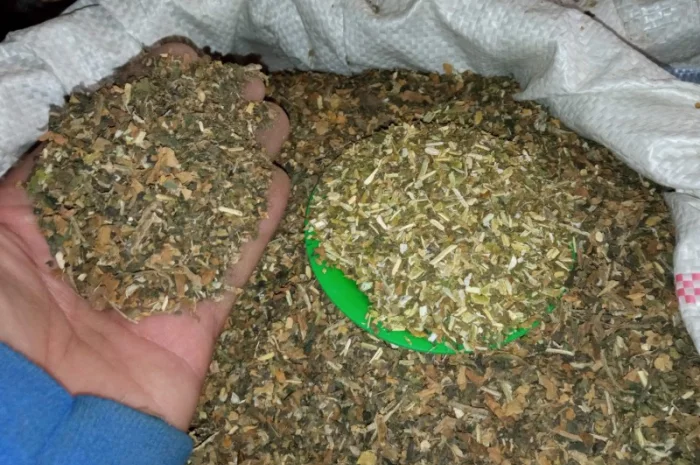 Табак Вирджиния – домашний самосад, свежая резка для гильз- фото № 3