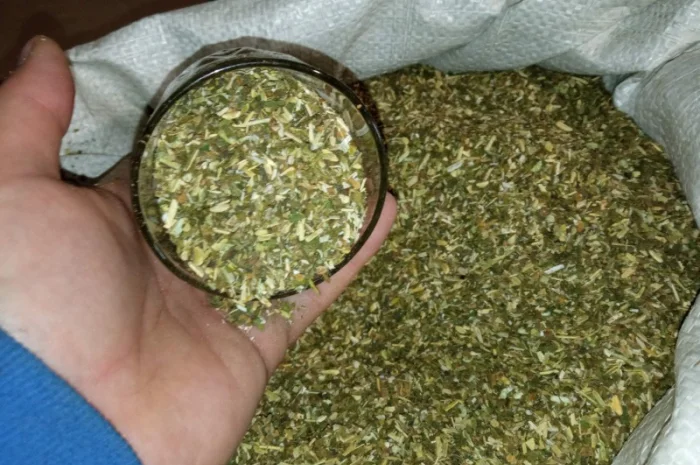 Табак Вирджиния – домашний самосад, свежая резка для гильз- фото № 4