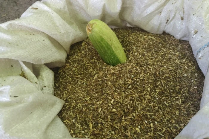 Домашній табак - самосад та різаний табак двох сортів- фото № 3