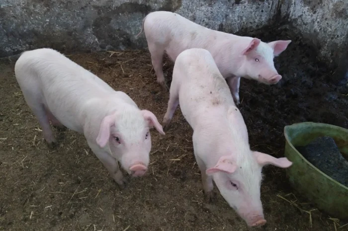 Домашній табак - самосад та різаний табак двох сортів- фото № 4