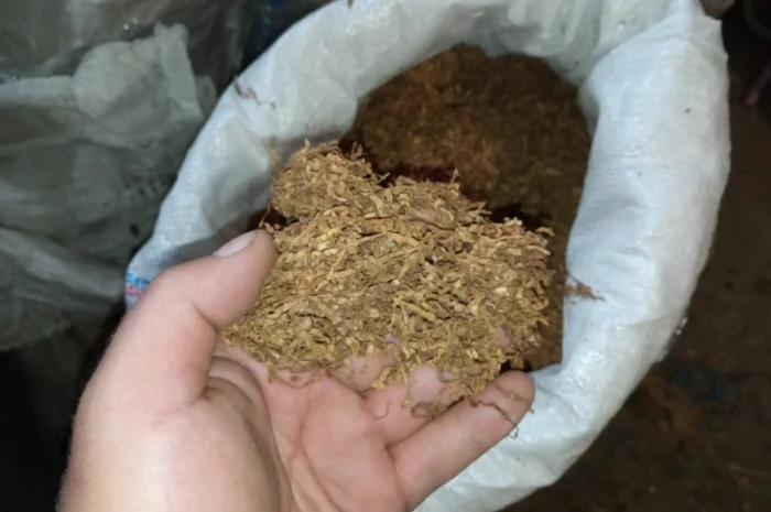 Домашній табак - самосад та різаний табак двох сортів- фото № 5