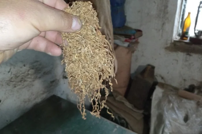 Продажа ТЮТЮНА Махорка Вірджінія- фото № 2