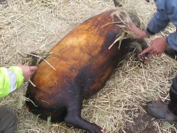 Свинина туша /напівтуша/четвертина у продажу- фото № 1