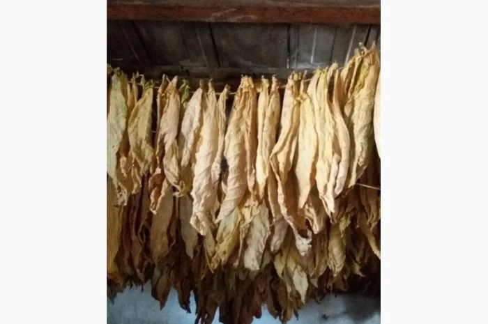 Пропонується сухе листя тютюну сорту Дойна- фото № 1