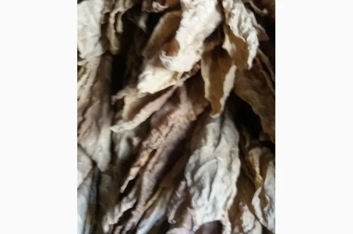 Пропонується сухе листя тютюну сорту Дойна- фото № 2