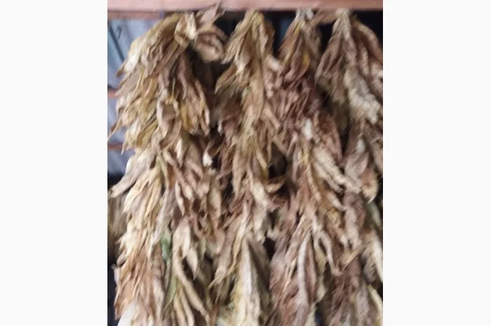 Пропонується сухе листя тютюну сорту Дойна- фото № 3