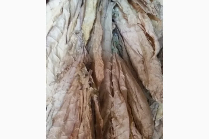 Пропонується сухе листя тютюну сорту Дойна- фото № 4