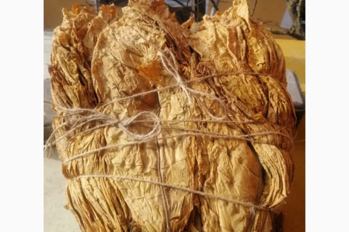 Пропонується табак сорту Дойна- фото № 1