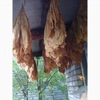 Пропонується табак сорту Дойна- фото № 2