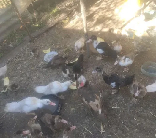 Домашняя утка для запекания – тушки живые- фото № 1