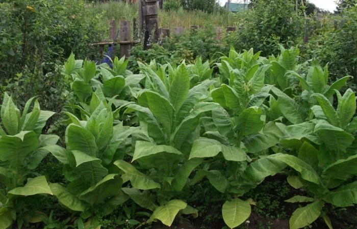 Середній та якісний самосад- фото № 3