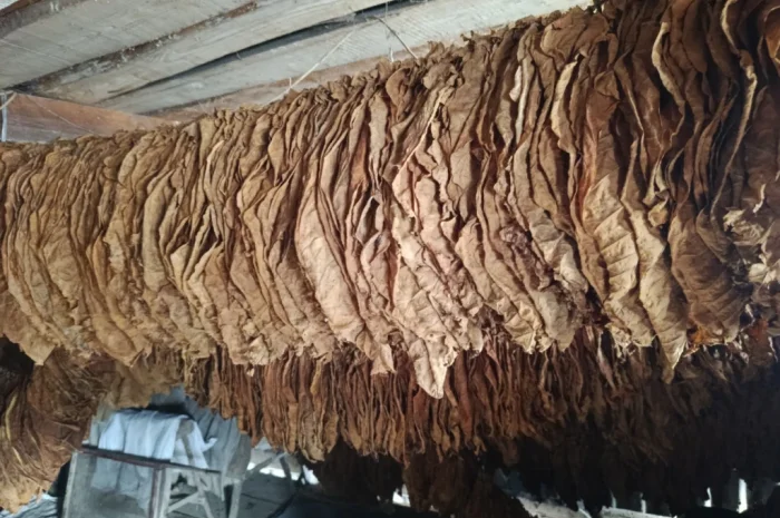 Продається тютюн Берлі 46- фото № 1