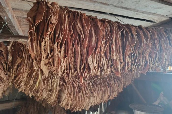 Продається тютюн Берлі 46- фото № 2