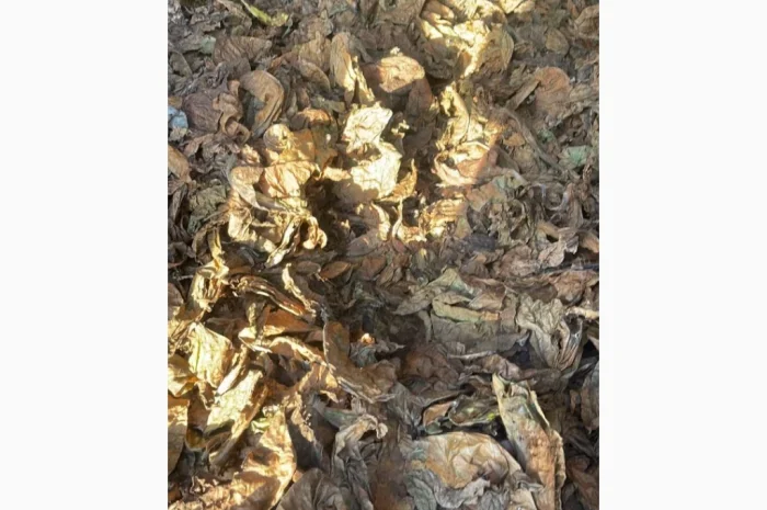 Продается качественный табак по выгодной цене- фото № 2