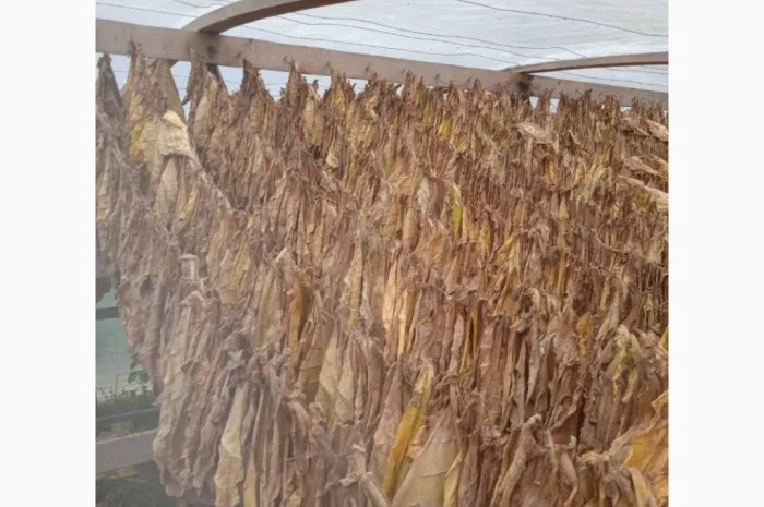 Продажа листового тюна Берлей- фото № 1