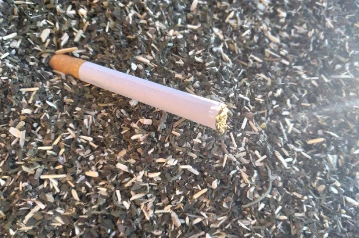 Продается махорка (самосад) урожай 2025 года- фото № 1