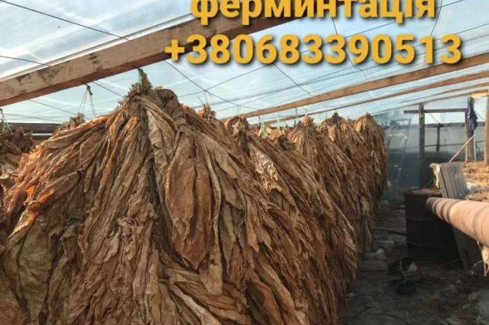 Пропонується Тютюн Virginia 700 грн за 1 кг- фото № 8