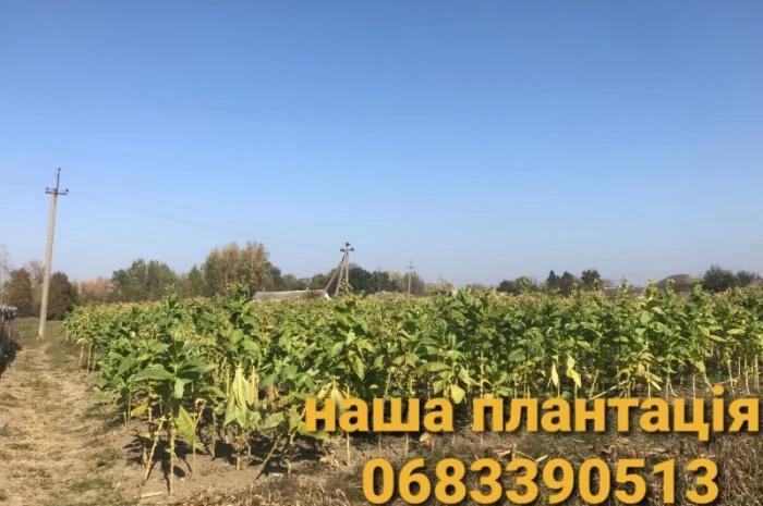 Пропонується Тютюн Virginia за ціною 700 грн за 1 кг- фото № 10