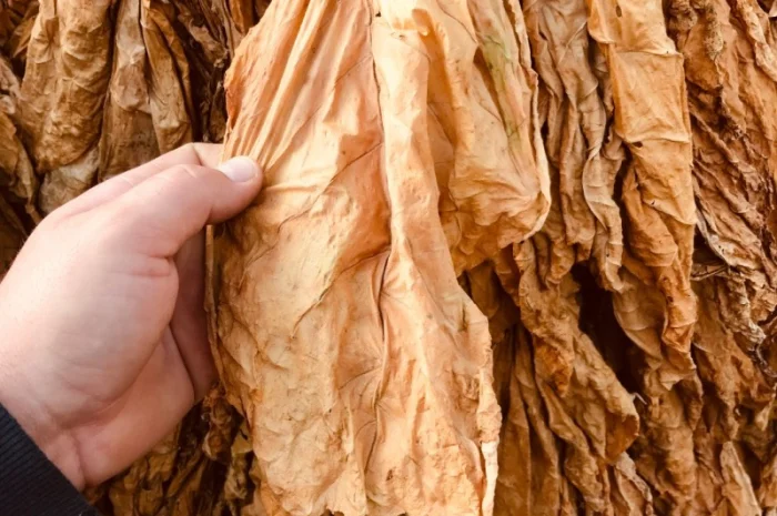 Пропонується ароматний тютюн Вірджінія, найкраща ціна 700 грн- фото № 4