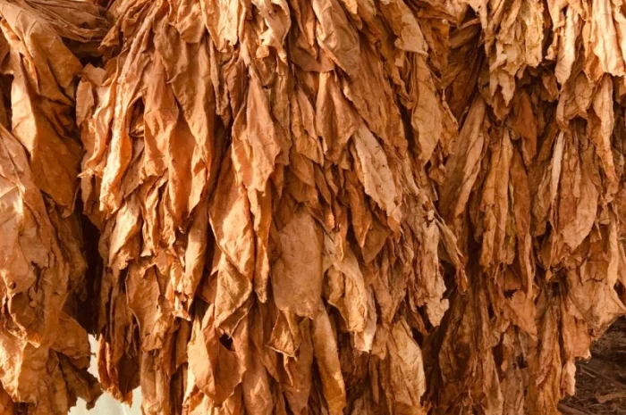 Пропонується ароматний тютюн Вірджінія, найкраща ціна 700 грн- фото № 5