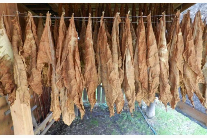 Тютюн Берлі 1000грн/кг- фото № 3