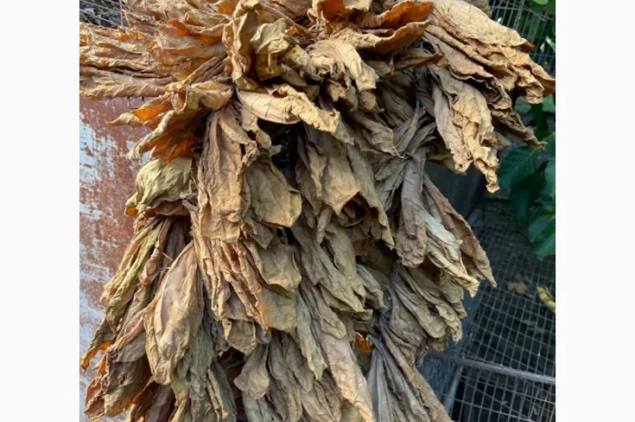 Продаж сухого листа тютюну- фото № 1