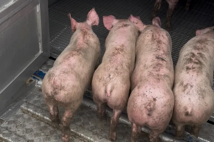 Продаются поросята генетики PIC- фото № 1