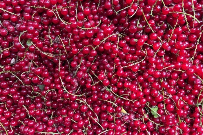 Продажа замороженной малины и других ягод- фото № 8