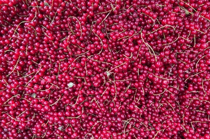 Продажа замороженной малины и других ягод- фото № 7