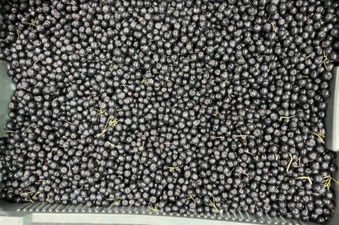 Продажа замороженной малины и других ягод- фото № 18