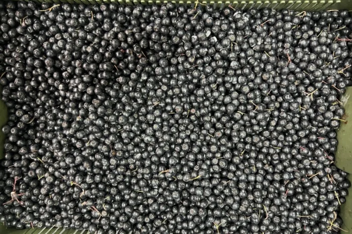 Продажа замороженной малины и других ягод- фото № 17