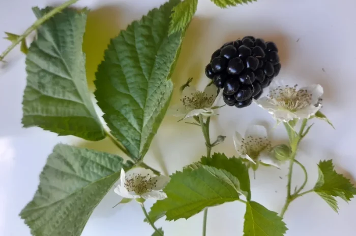 Ароматный чай из ферментированных листьев ожины- фото № 1