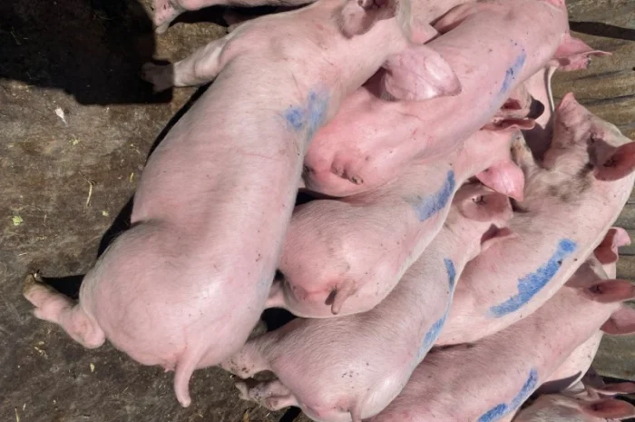Поросята весом 25 кг от Генетики PIC- фото № 1