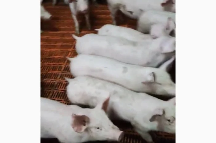 Поросята весом 24-26 кг на продажу- фото № 1