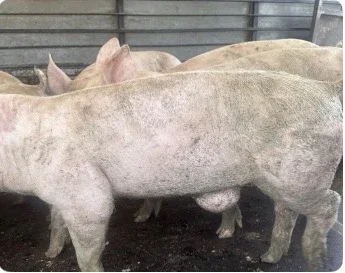 Поросята грижовики на продажу- фото № 1