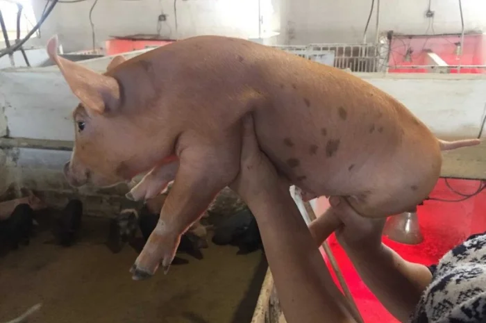 Продаються поросята гібридних порід- фото № 1