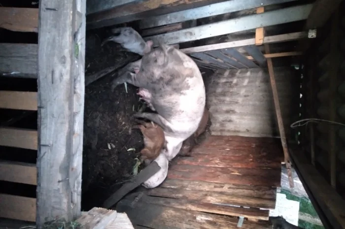 Продаются поросята- фото № 1