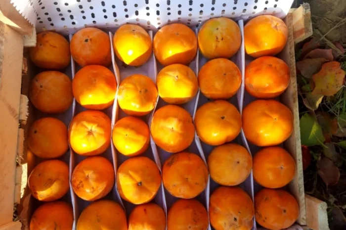 Продается гранат- фото № 3