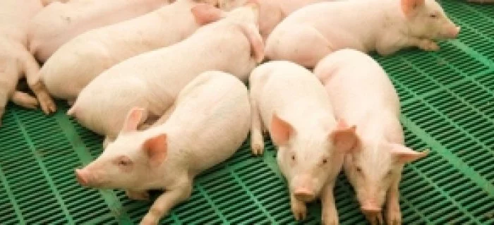 Покупаем поросят весом 20-25 кг- фото № 1