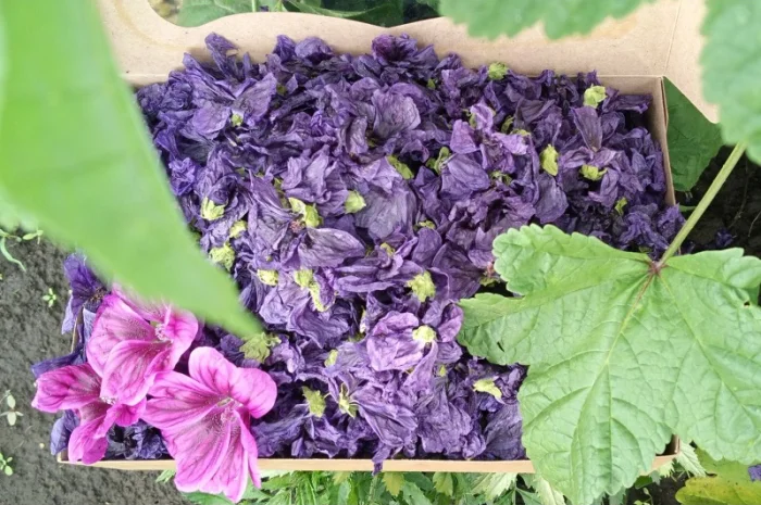 Пропонуються сухі квіти мальви мавританської- фото № 1