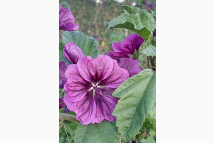 Пропонуються сухі квіти мальви мавританської- фото № 2